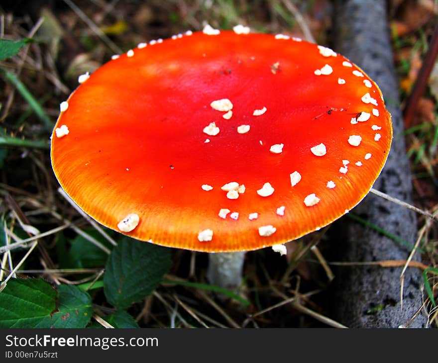 A red toadstool in the woods. A red toadstool in the woods