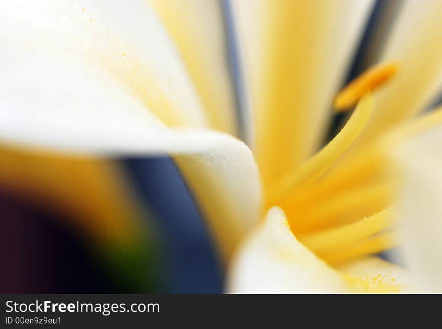 Highly coloured close-up abstract on a flower interior. Highly coloured close-up abstract on a flower interior