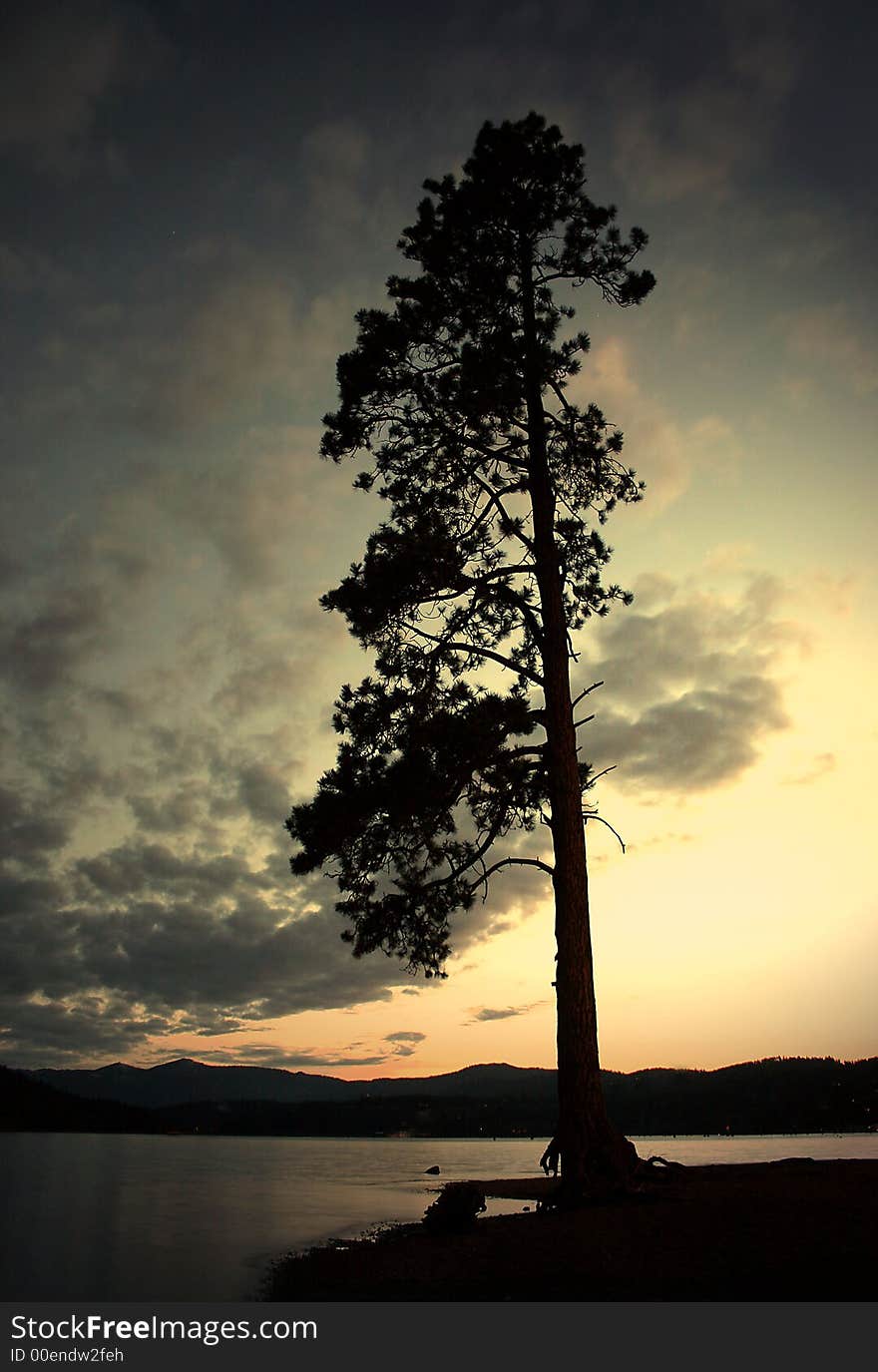 A silhouetted tree stands tall in the setting sun. A silhouetted tree stands tall in the setting sun.