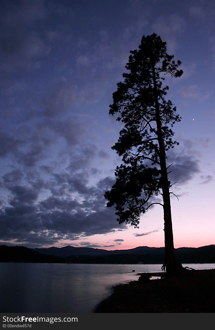 A silhouetted tree stands tall in the setting sun. A silhouetted tree stands tall in the setting sun.