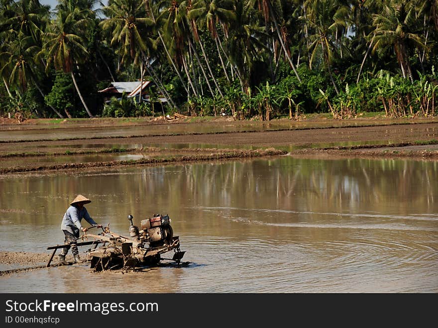 Coconut trees and paddy field