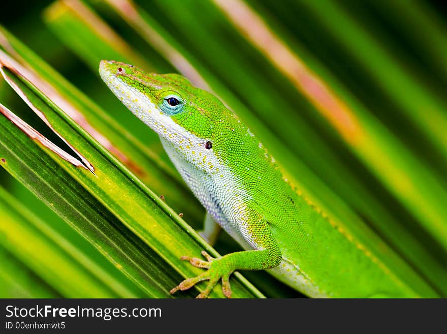 A tiny anole lizard carefully poised on a green palm leaf. A tiny anole lizard carefully poised on a green palm leaf.