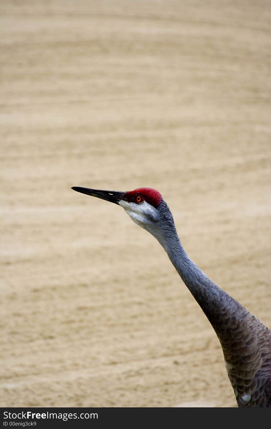 Close up of a sandhill crane ( grus canadensis) shot in Florida