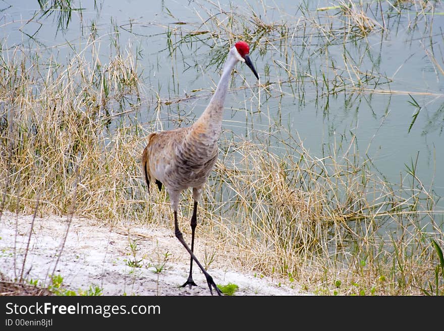 Close up of a sandhill crane ( grus canadensis) shot in Florida