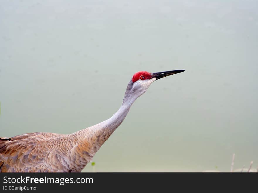 Close up of a sandhill crane ( grus canadensis) shot in Florida