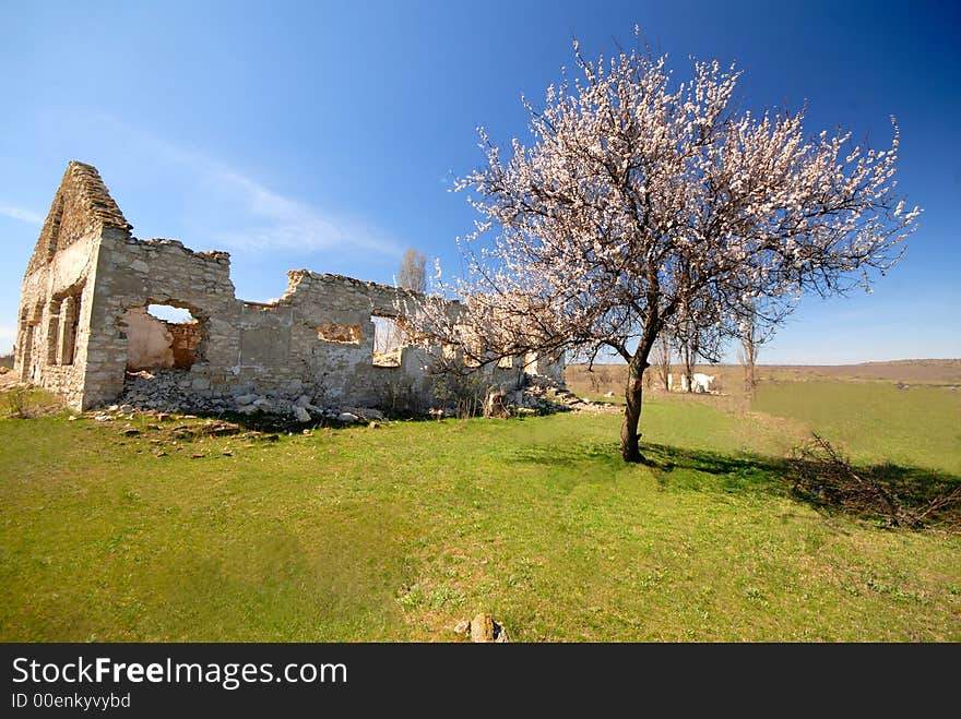 Old destroyed rural house and lonely blossoming an apricot, spring midday