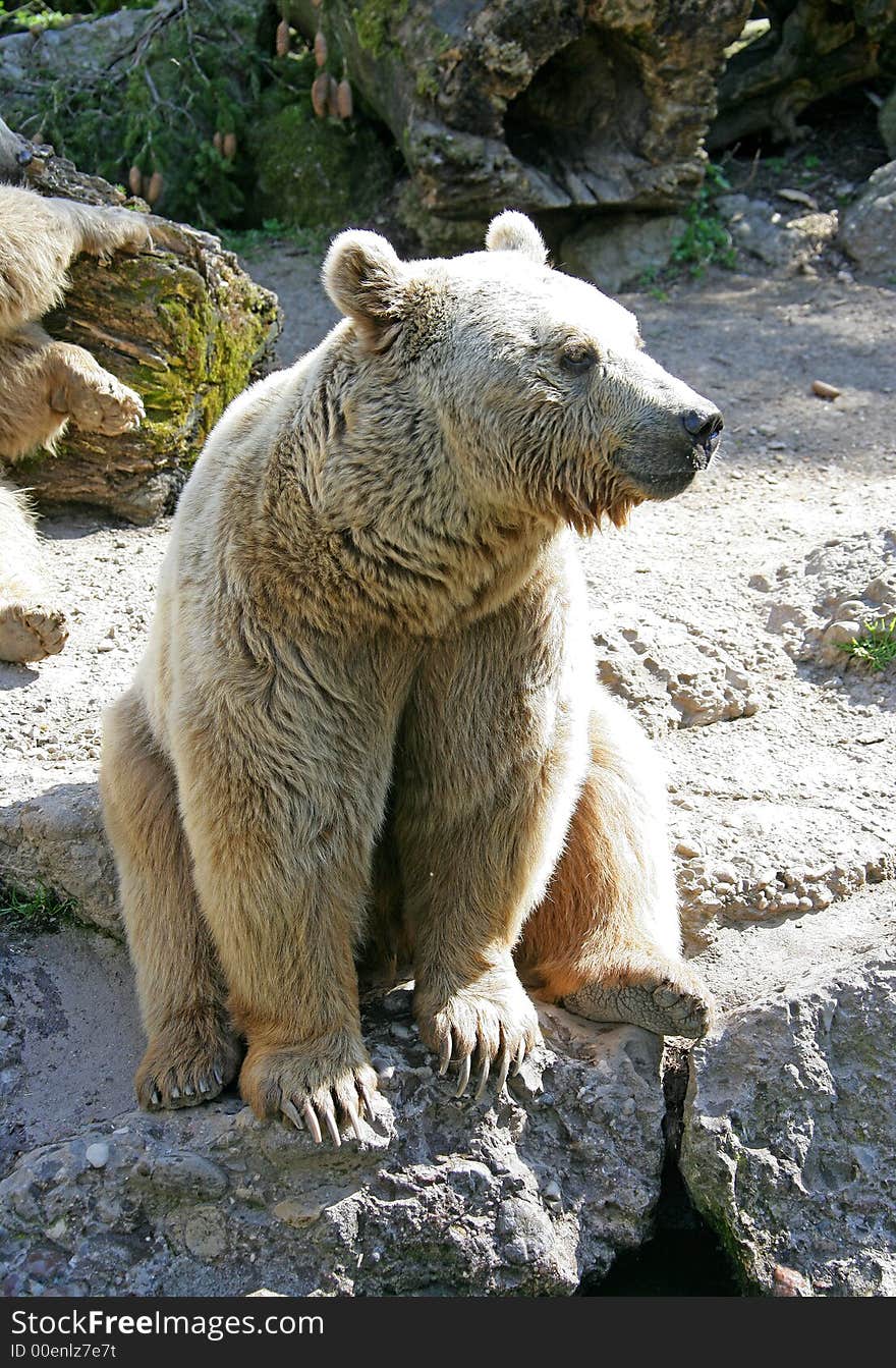 Syrian Brown Bear 7