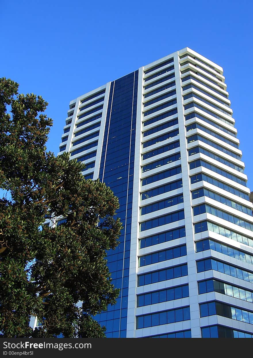 Tall white glass building behind a tree at the bottom of town. Tall white glass building behind a tree at the bottom of town