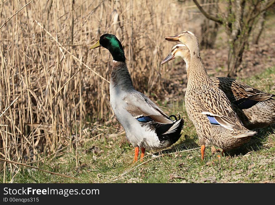 Three ducks looking toward the water - ready to jump in!. Three ducks looking toward the water - ready to jump in!