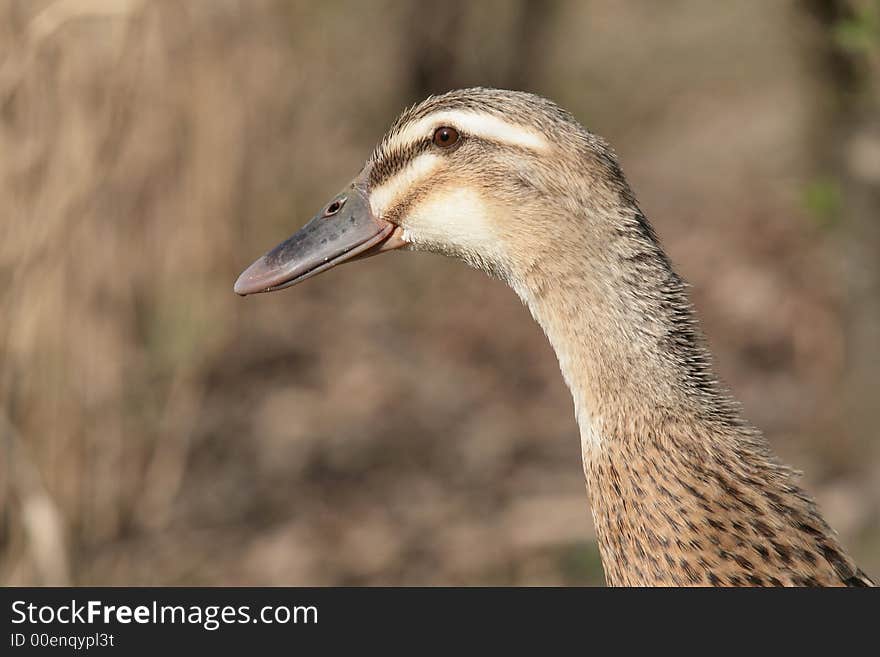 Plain Wood Duck