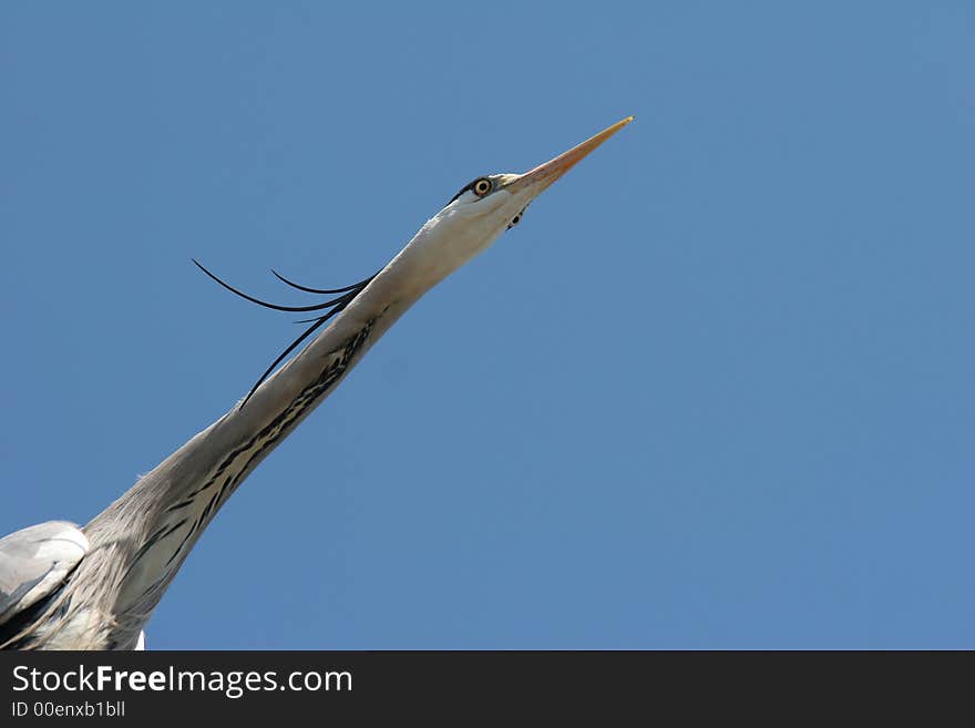 Great blue heron against blue sky