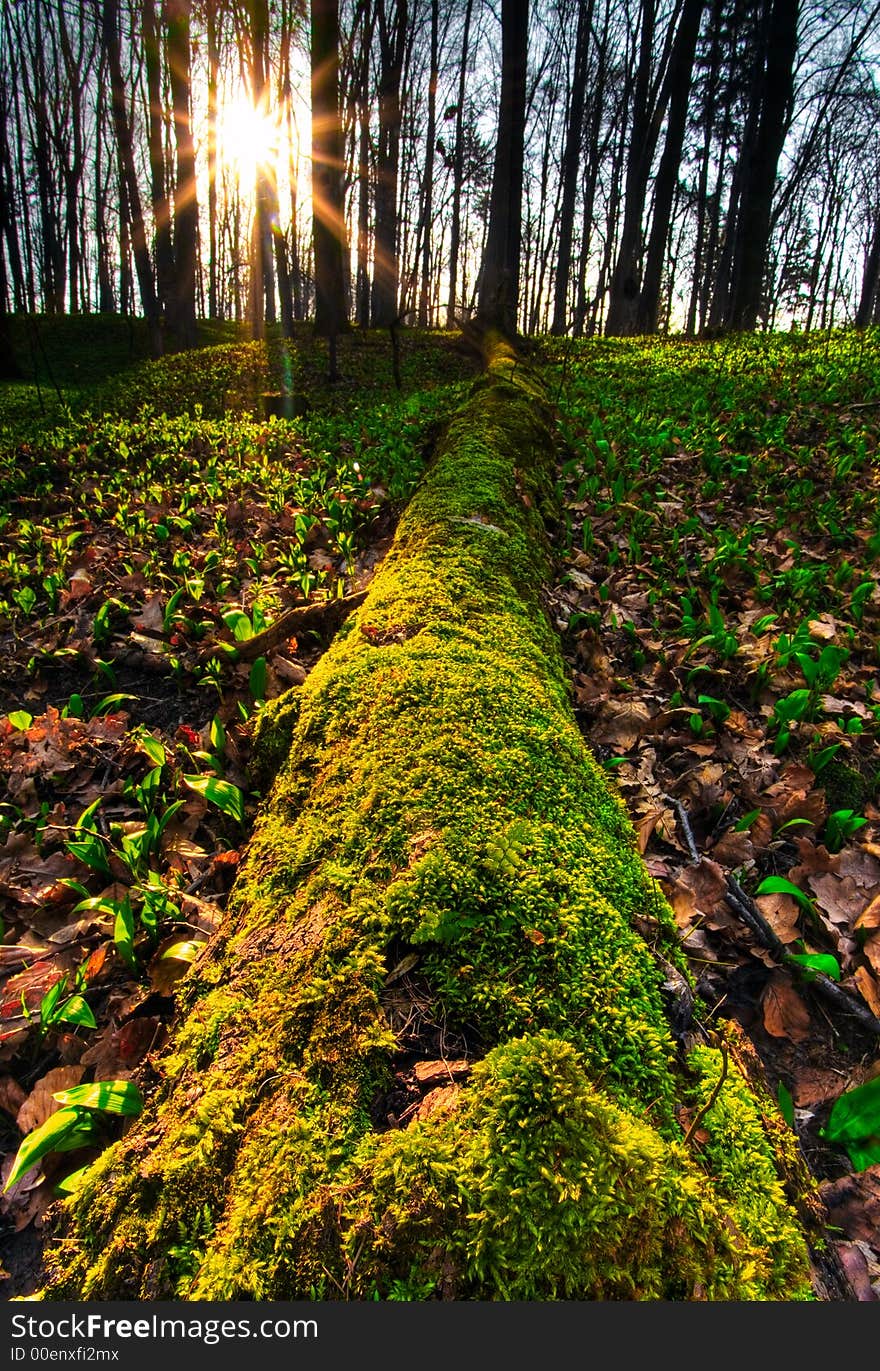 Wild Garlic In The Forest