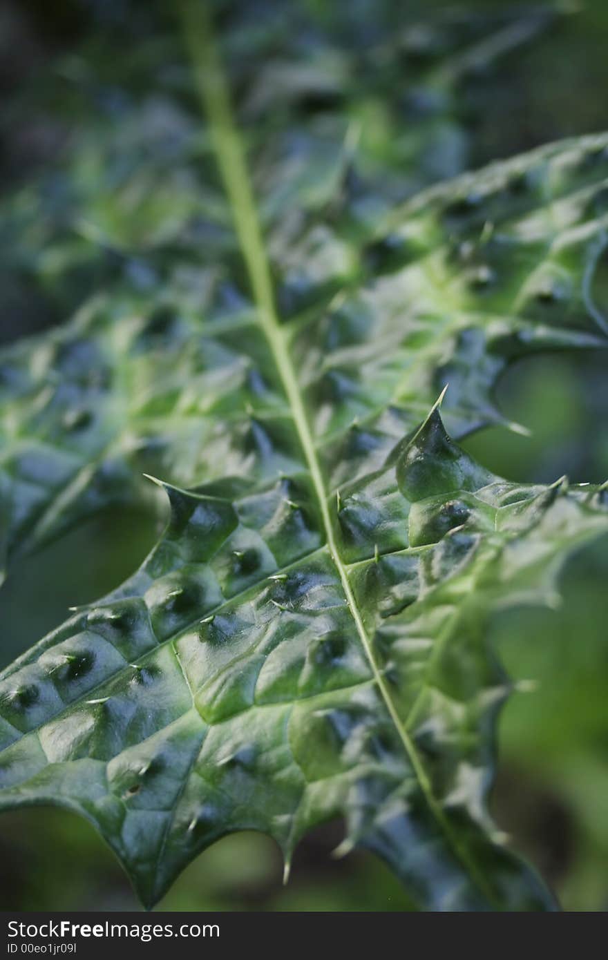 Leaf close up