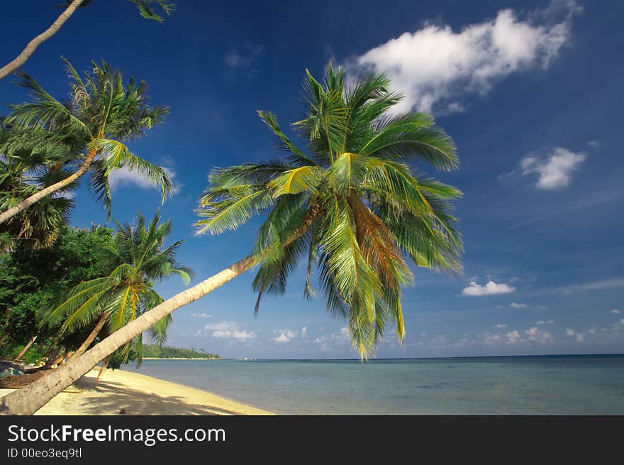 View of  a few  palms on the tropic bay  early in the morning. View of  a few  palms on the tropic bay  early in the morning