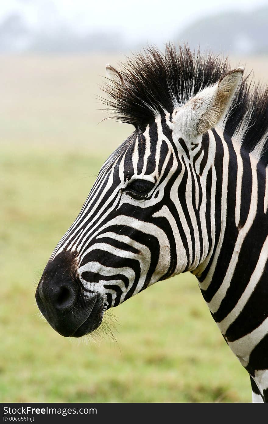 Zebra Portrait