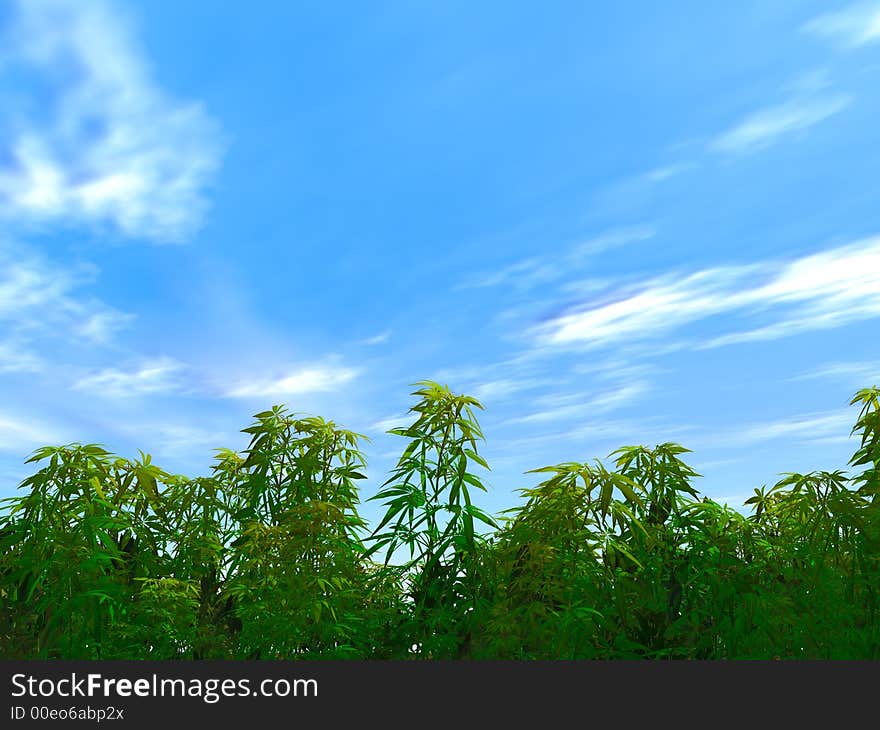 Dense high grass (bush) on a background of the blue sky with rare clouds