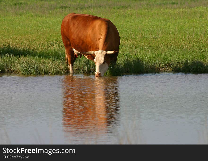 Red cow with white face, drinking from pond, spring,green pasture,late afternoon shadows. Red cow with white face, drinking from pond, spring,green pasture,late afternoon shadows