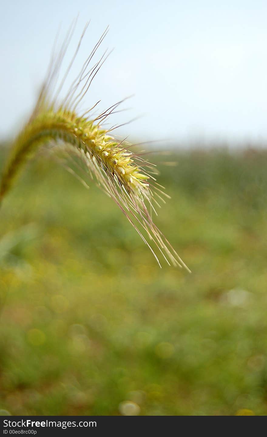 A green stalk pictured at the field. A green stalk pictured at the field.