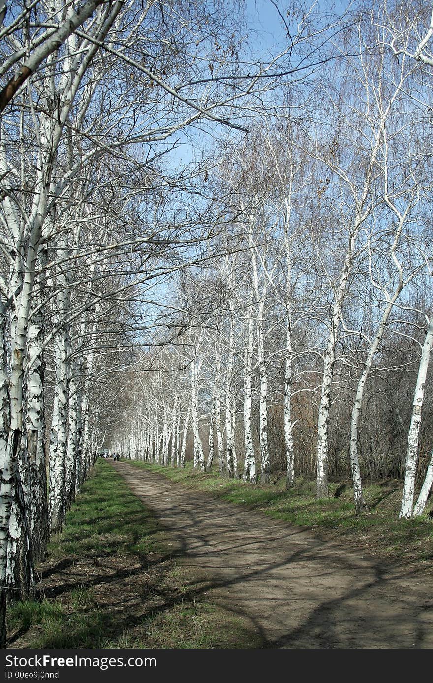 Birch avenue in park in the spring. Birch avenue in park in the spring