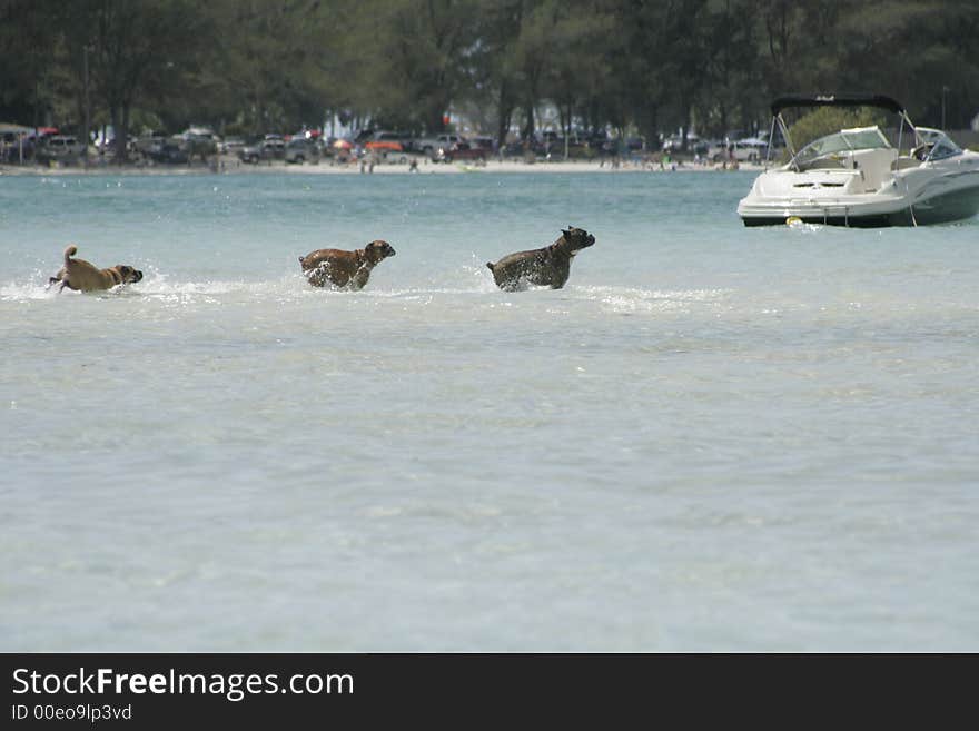 Sandbar dogs!