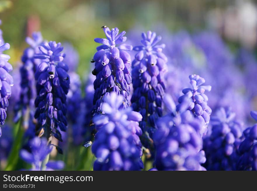 Beautiful flowers in the spring time. Beautiful flowers in the spring time.