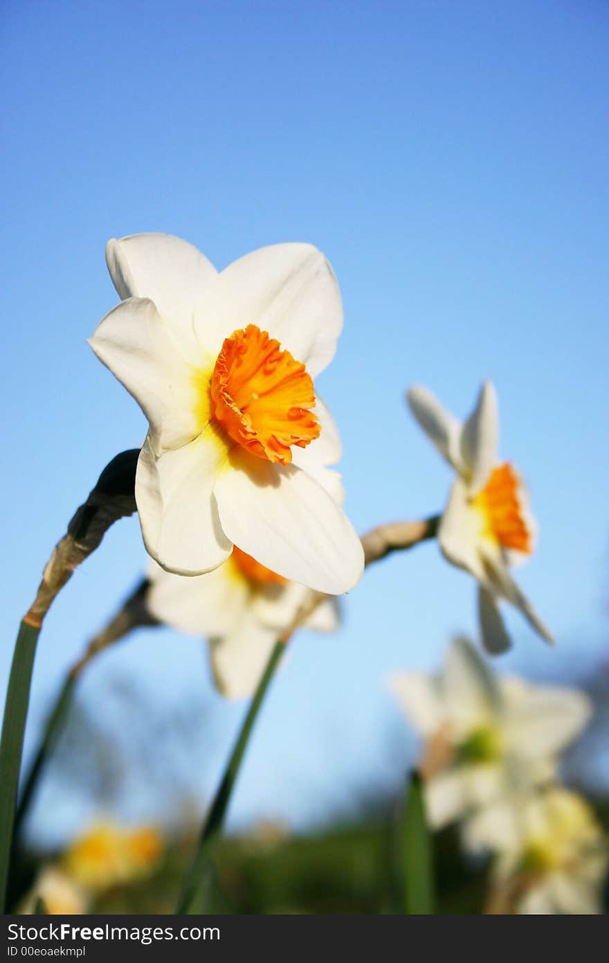 Beautiful white daffodils in the spring time.