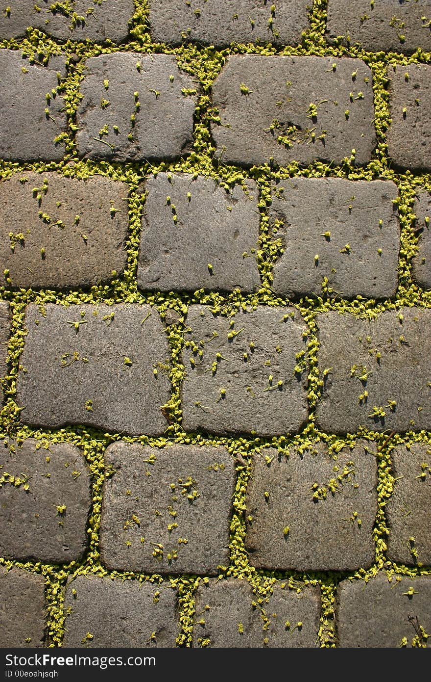 Paved floor blotched with blossoms of a maple tree as background. Paved floor blotched with blossoms of a maple tree as background