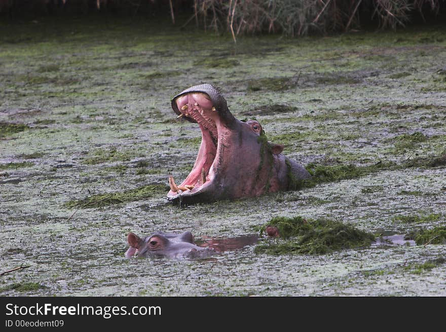 Hippo in an overgrown pond with its mouth wide open. Hippo in an overgrown pond with its mouth wide open