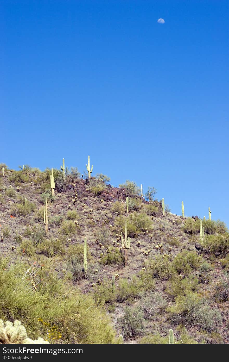 Moon, Mountain and Saguaro