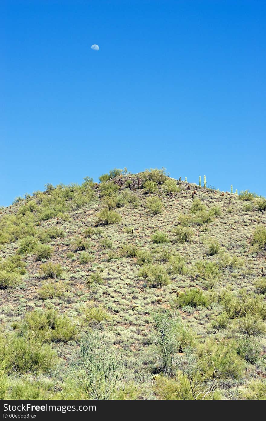 Moon, Mountain and Saguaro cactus in the desert in Scottsdale, Arizona. Moon, Mountain and Saguaro cactus in the desert in Scottsdale, Arizona