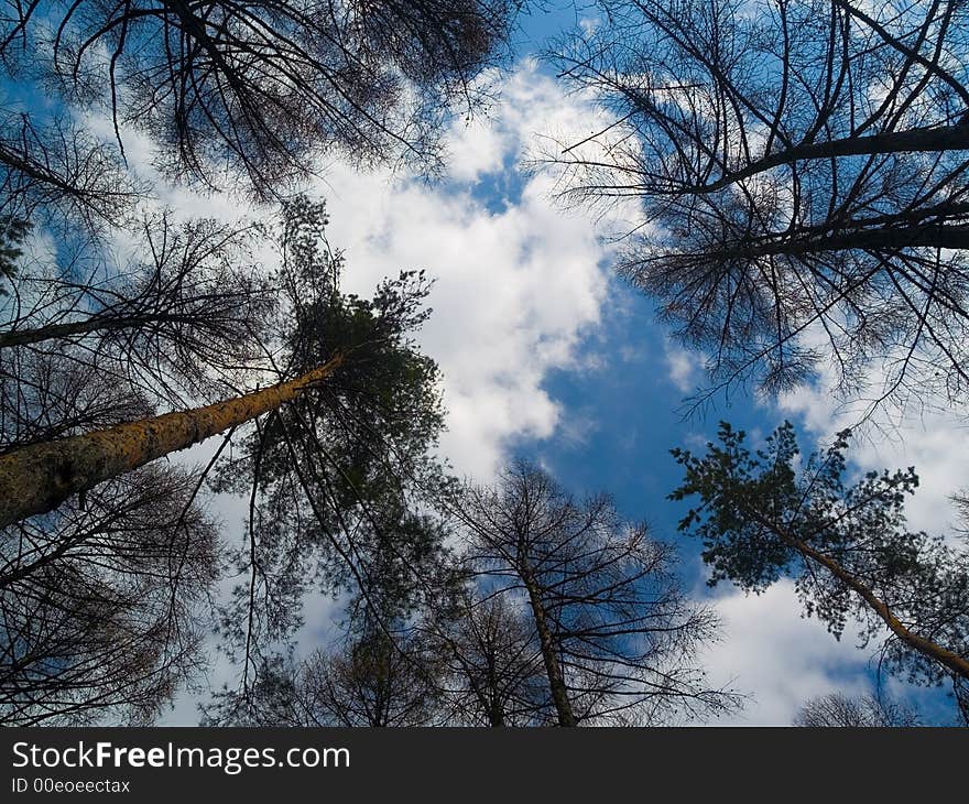 Landscape with growing high pines and blue spring sky