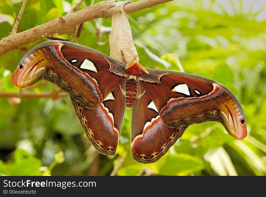 Giant butterfly