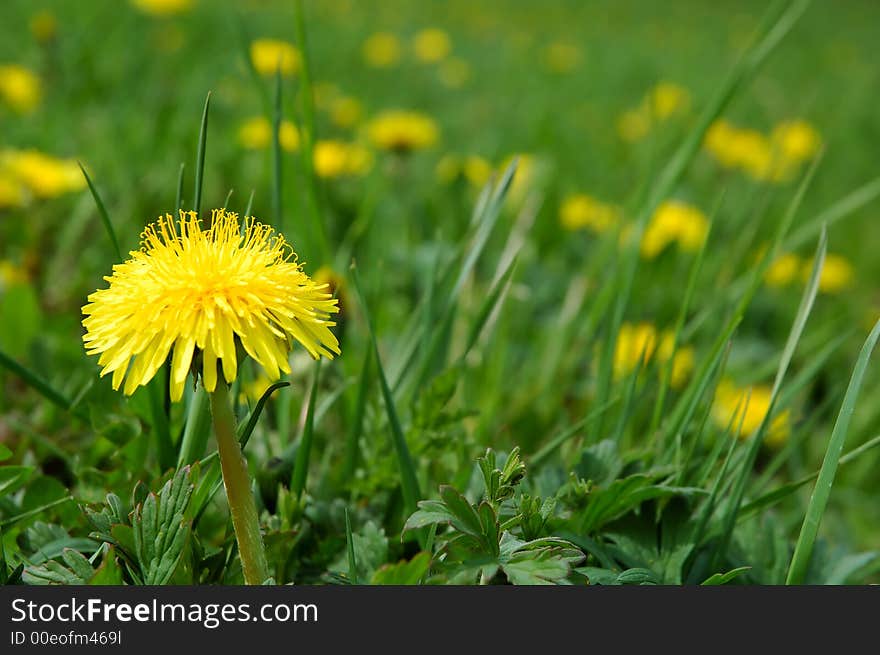 Group of blooming dandelions on meadow, close-up. Group of blooming dandelions on meadow, close-up