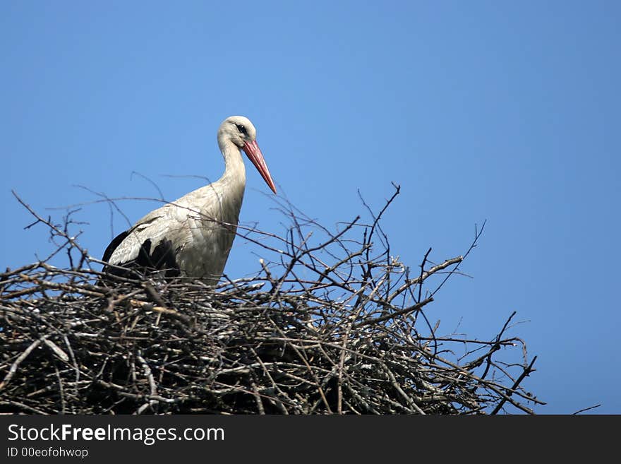 Stork