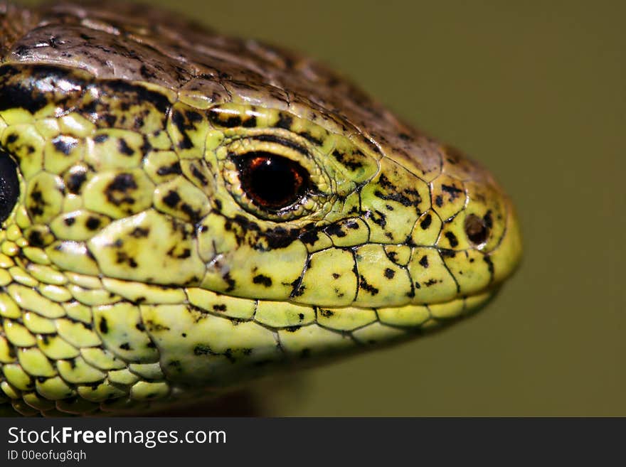 Portrait of nice green lizard. Portrait of nice green lizard