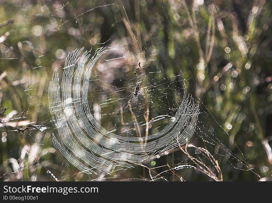 Spider web half circle in the early morning