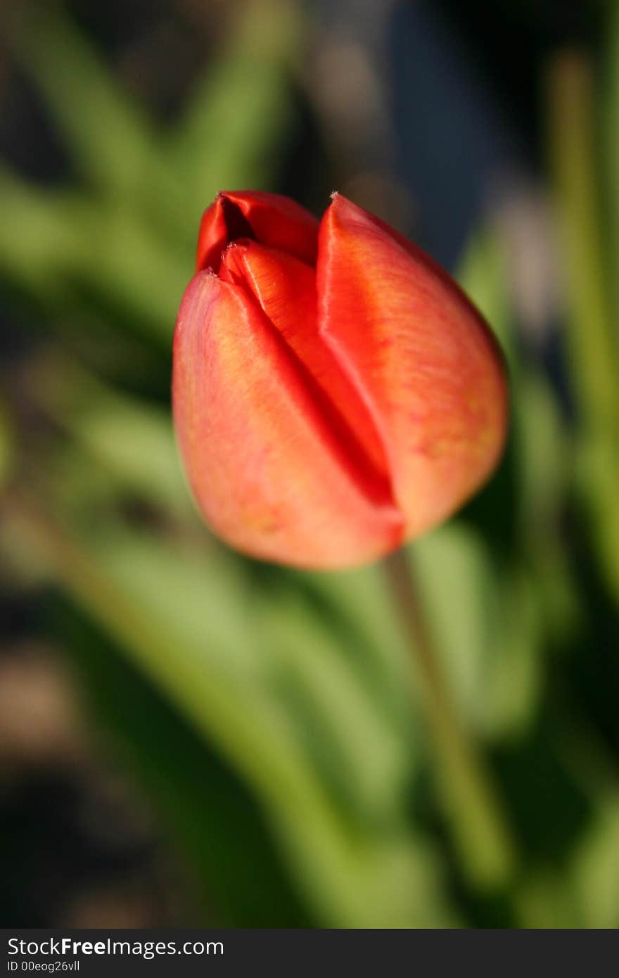 Tulip