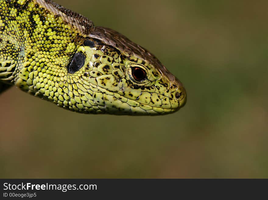 Detail of green lizard´s head