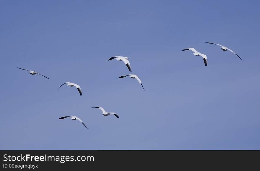 Geese in the flight 5