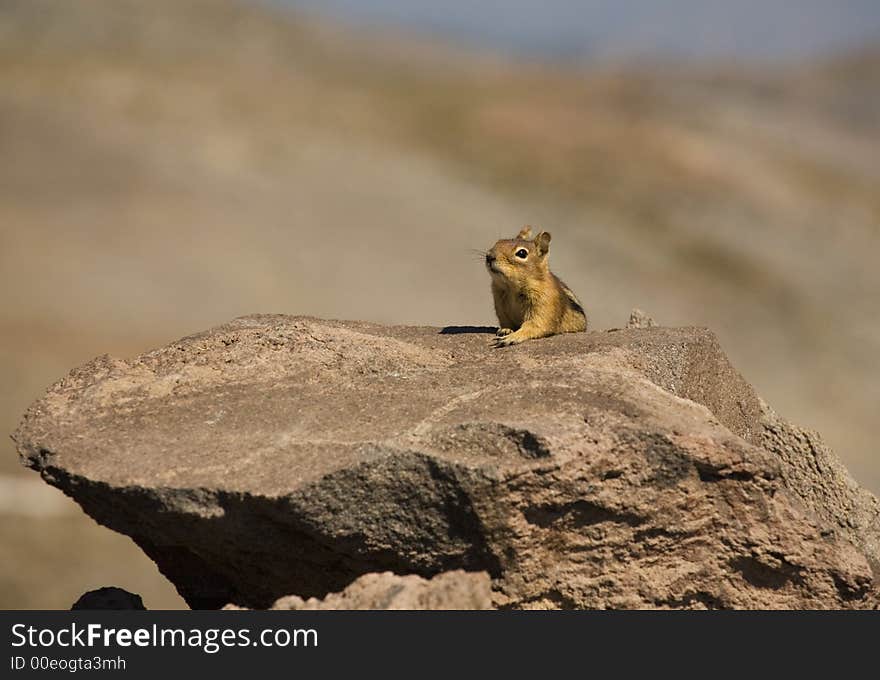 Chipmunk sitting on the rock in the sun