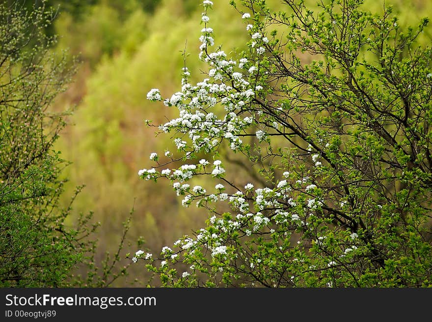 Cherry flower with blurring background