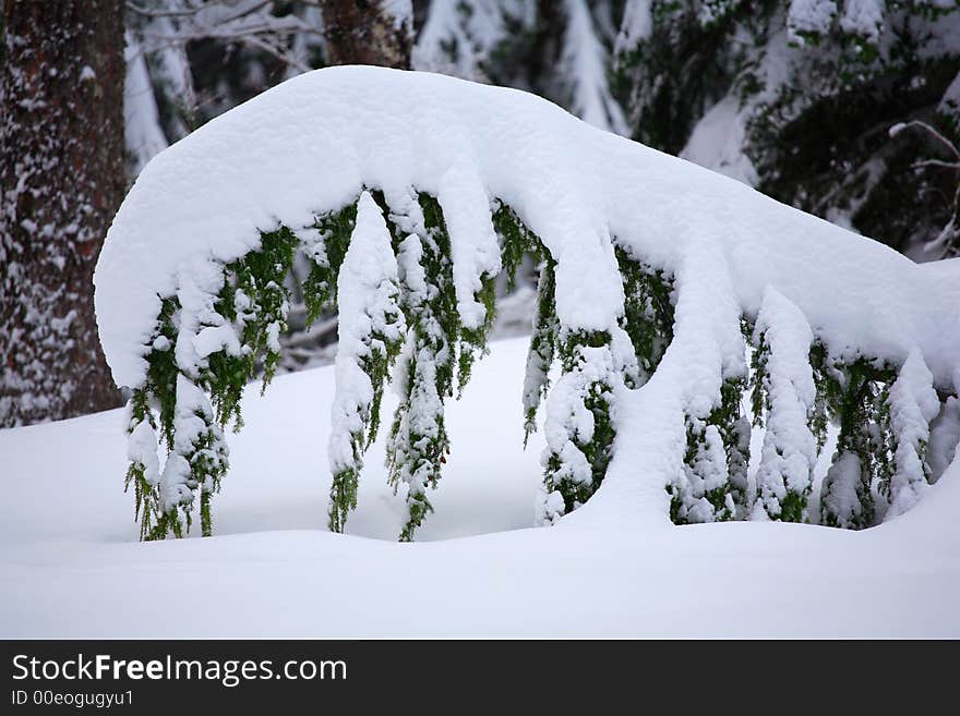 Fir branch with snow