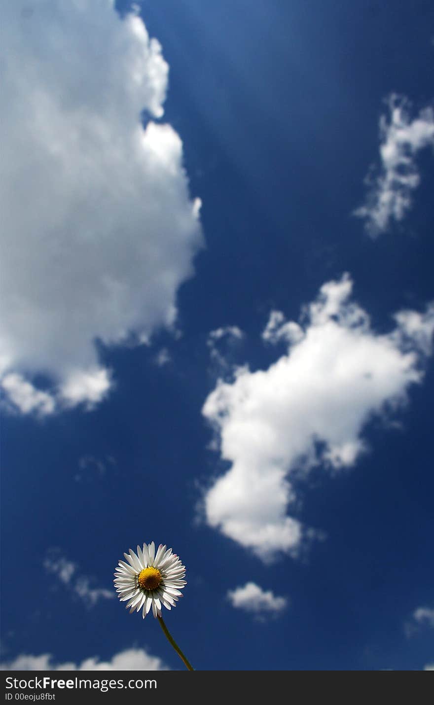 Sky flower