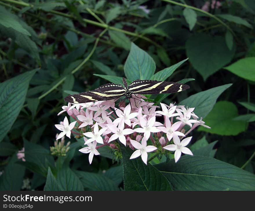 Butterfly On Flower