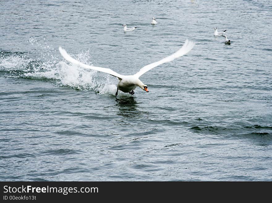 Swan Taking Off