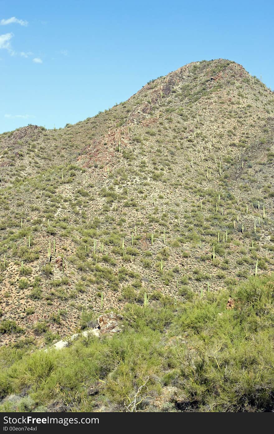 Mountain and Saguaro cactus in the desert in Scottsdale, Arizona