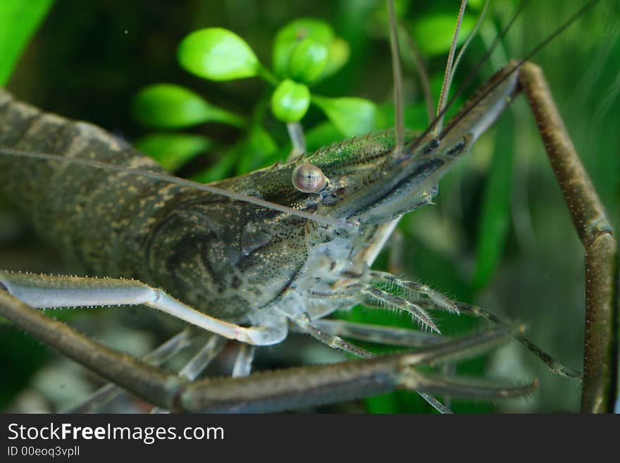 Freshwater shrimp head closeup shot in aquarium