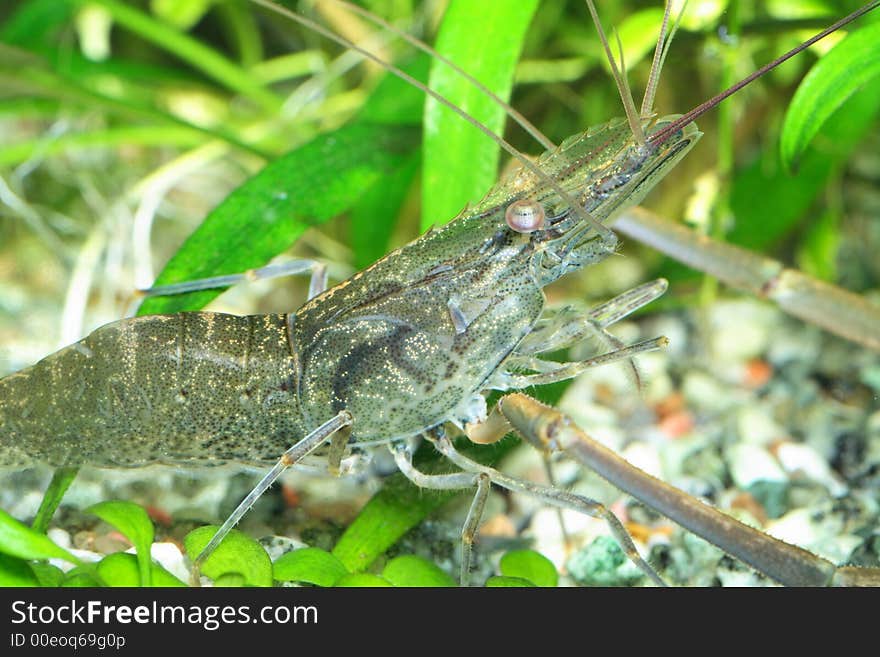 Freshwater exotic shrimp closeup shot in aquarium. Freshwater exotic shrimp closeup shot in aquarium