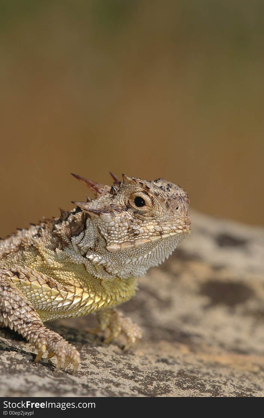 Texas Horned Lizard