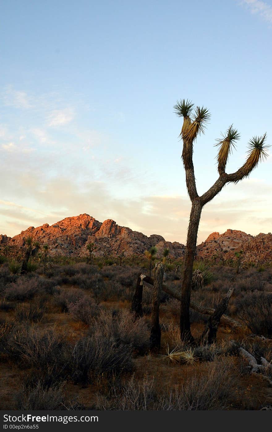 A joshua tree from Joshua Tree National Park, photographed during the sunset.